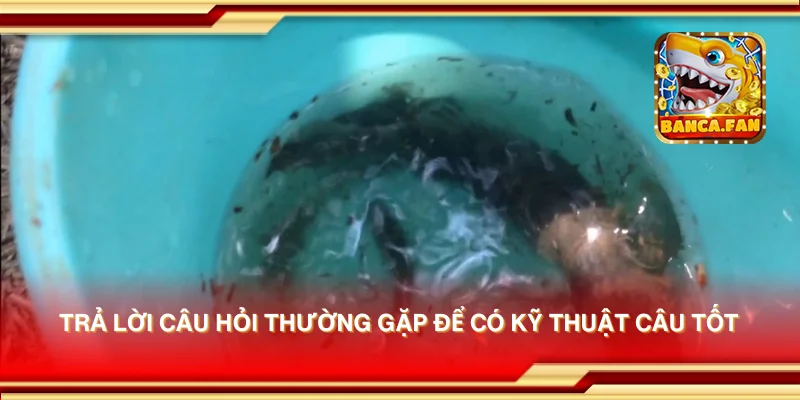 Trả lời câu hỏi thường gặp để có kỹ thuật câu tốt