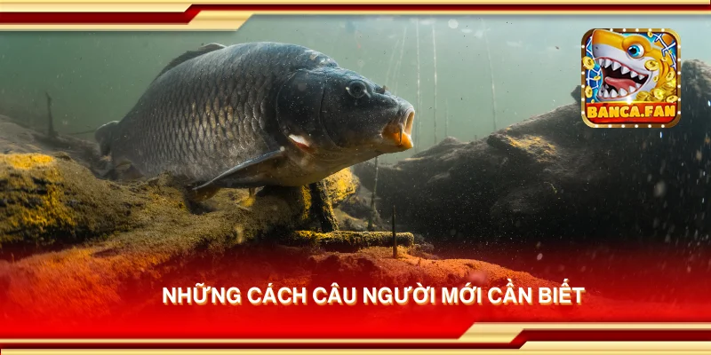 Những cách câu người mới cần biết