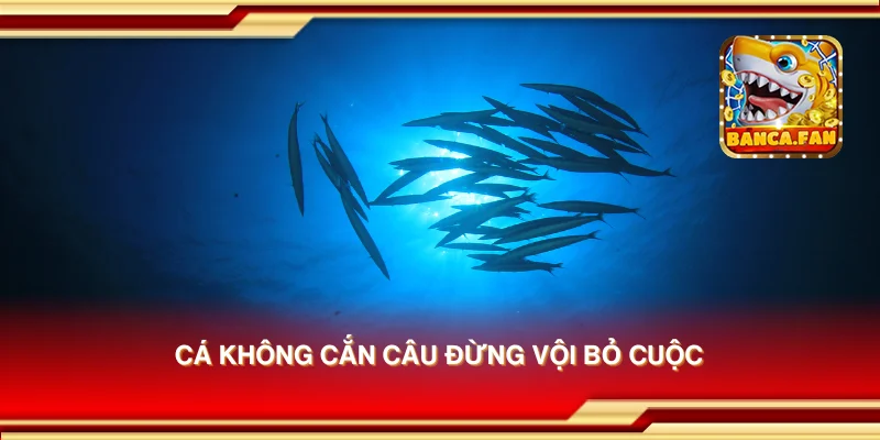 Cá không cắn câu đừng vội bỏ cuộc