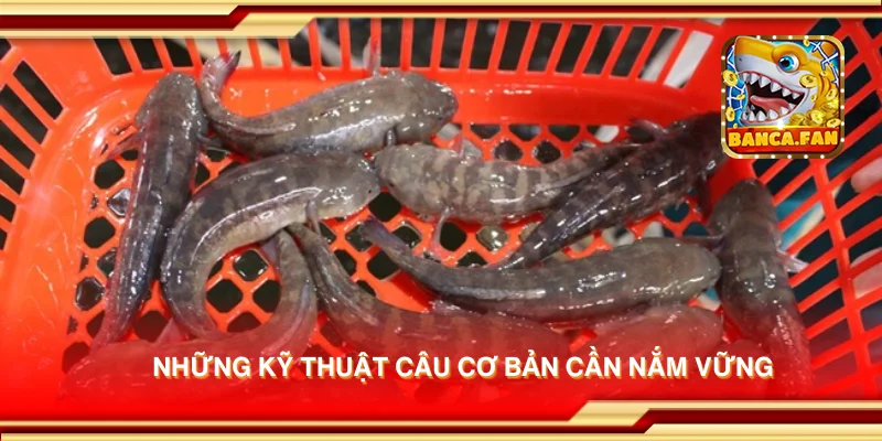 Những kỹ thuật câu cơ bản cần nắm vững