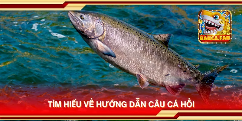 Tìm hiểu về hướng dẫn câu cá hồi