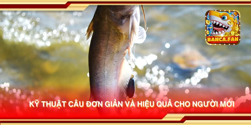 Kỹ thuật câu đơn giản và hiệu quả cho người mới