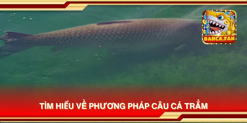 Tìm hiểu về phương pháp câu cá trắm